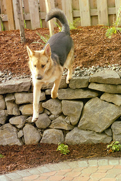 Einstein jumping